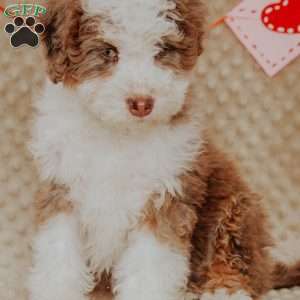 Demi, Mini Bernedoodle Puppy